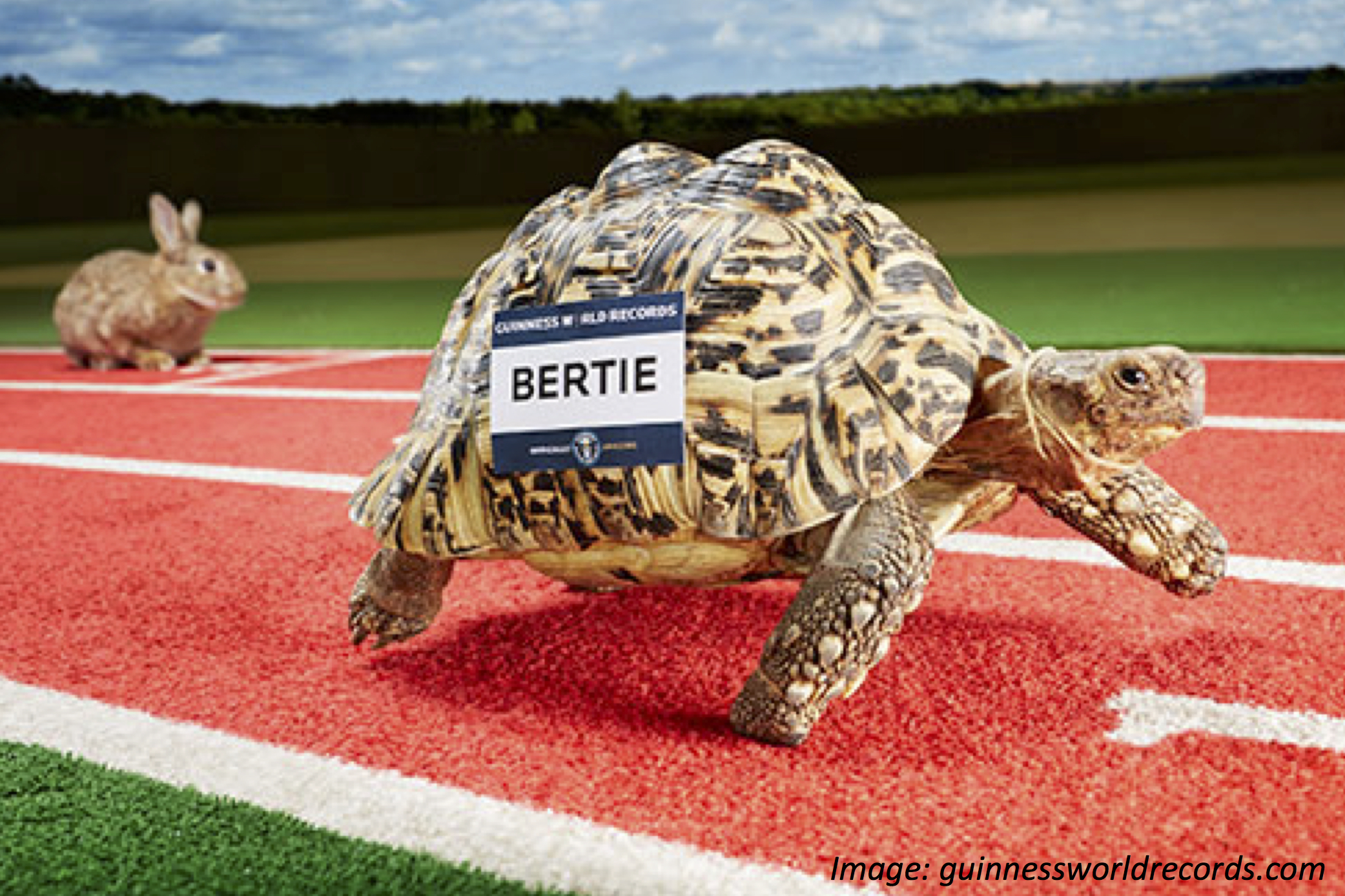 The Tortoise That (Almost) Beats the Hare