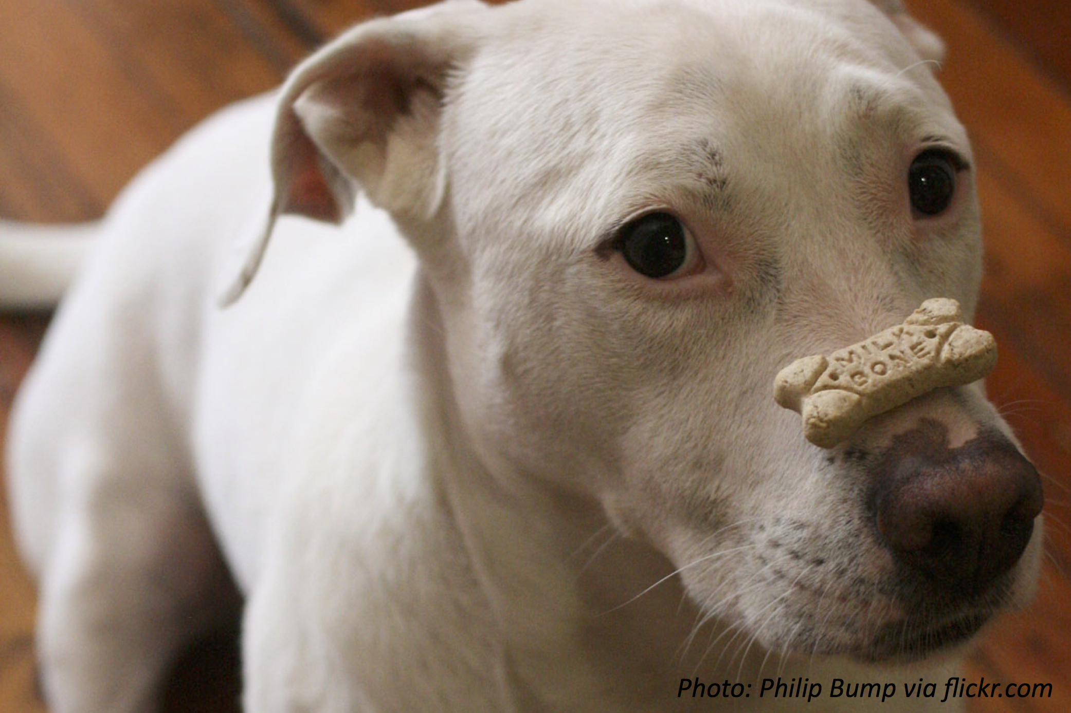 How Do Doggie Treats Taste?