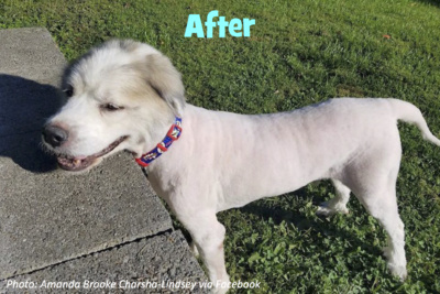 Haircuts for outlet fluffy dogs