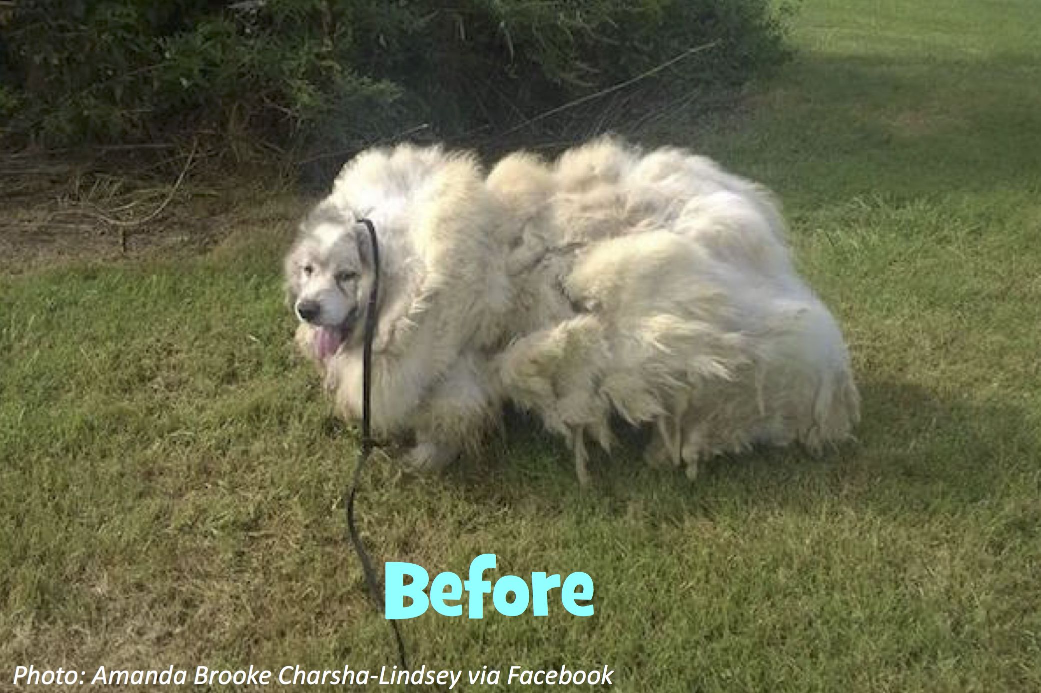 can you cut a great pyrenees hair