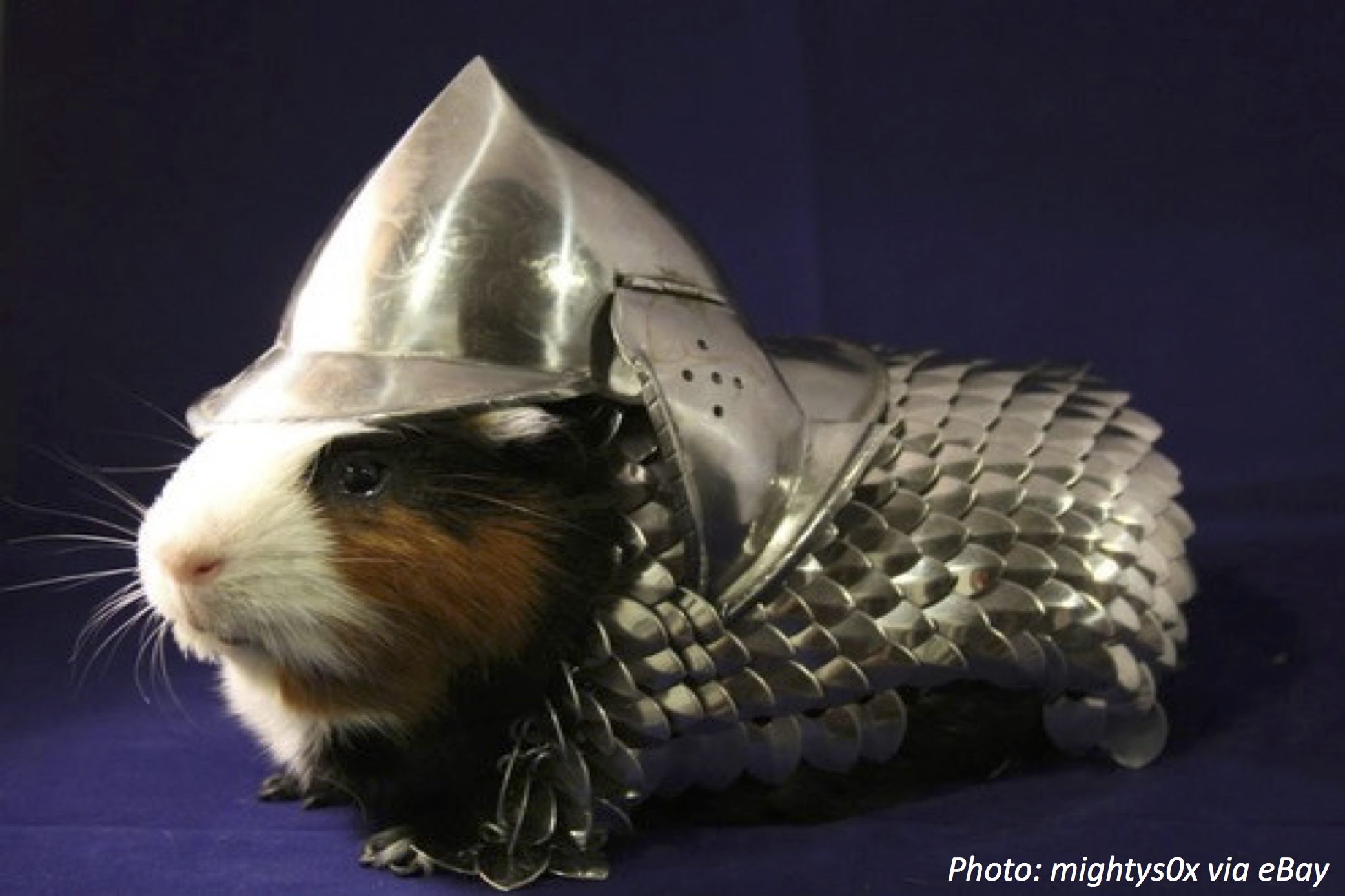 Best Suited for Guinea Pigs