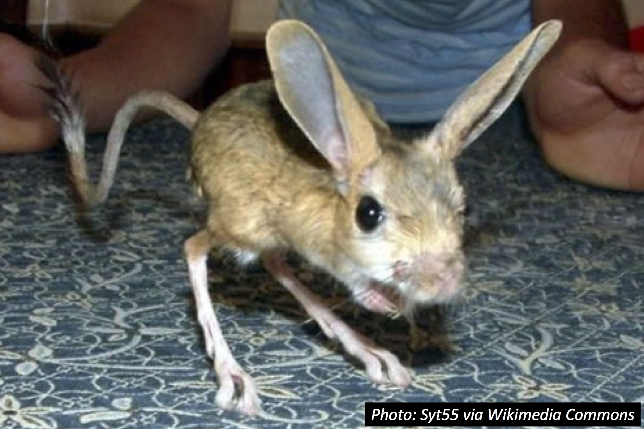 Mouse Kangaroo Bedtime Math