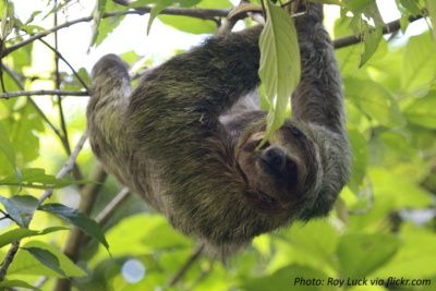 adult-sloth