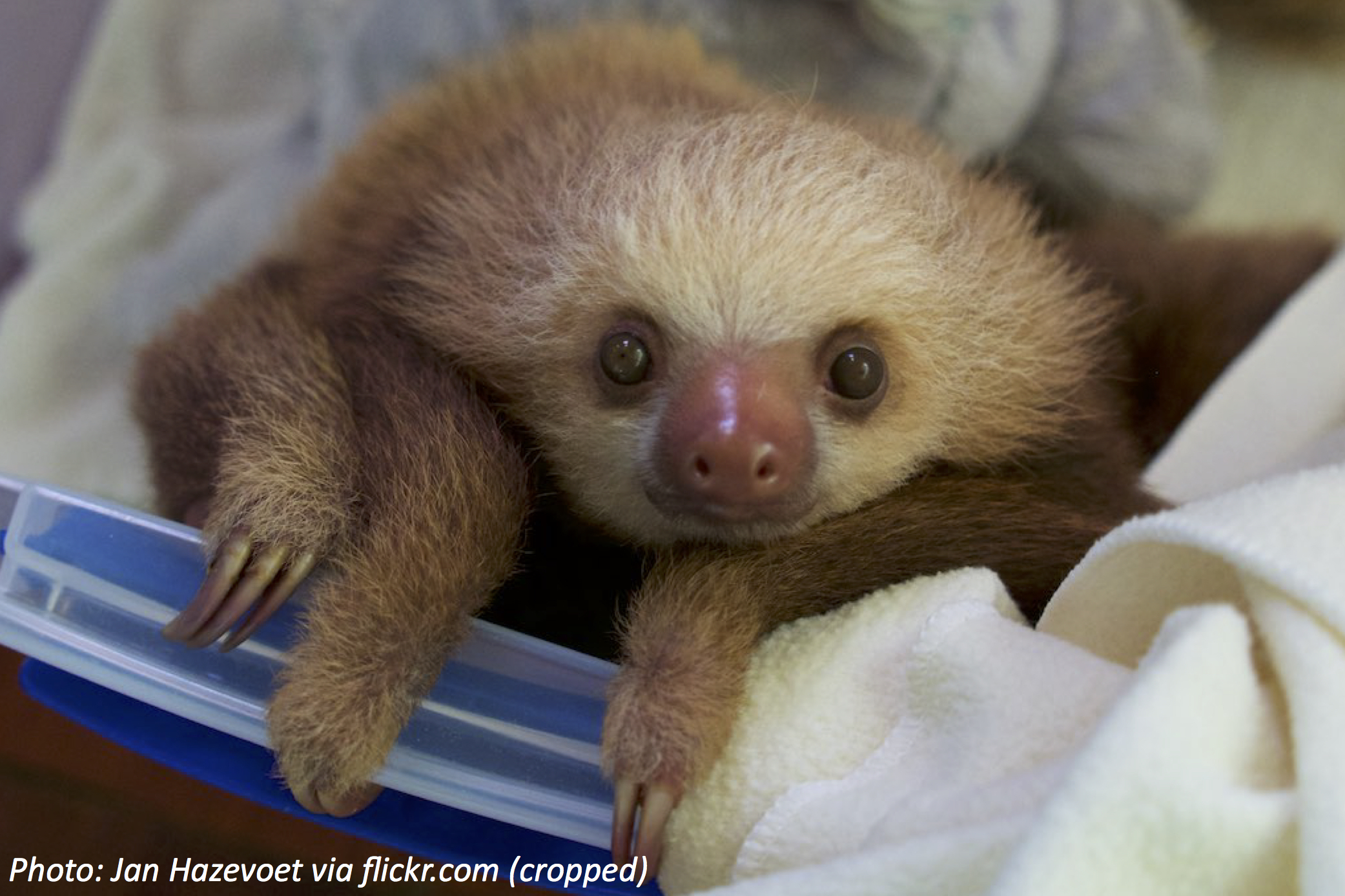As Schlumpy As a Sloth