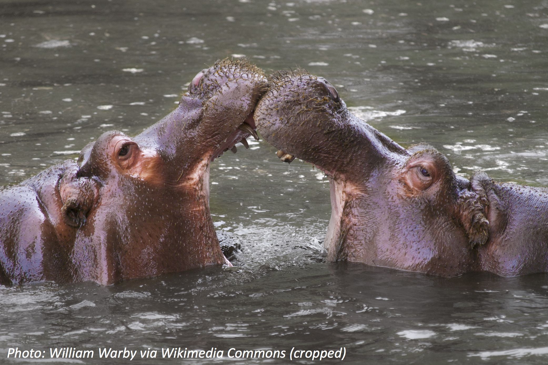 Kissing a Hippo