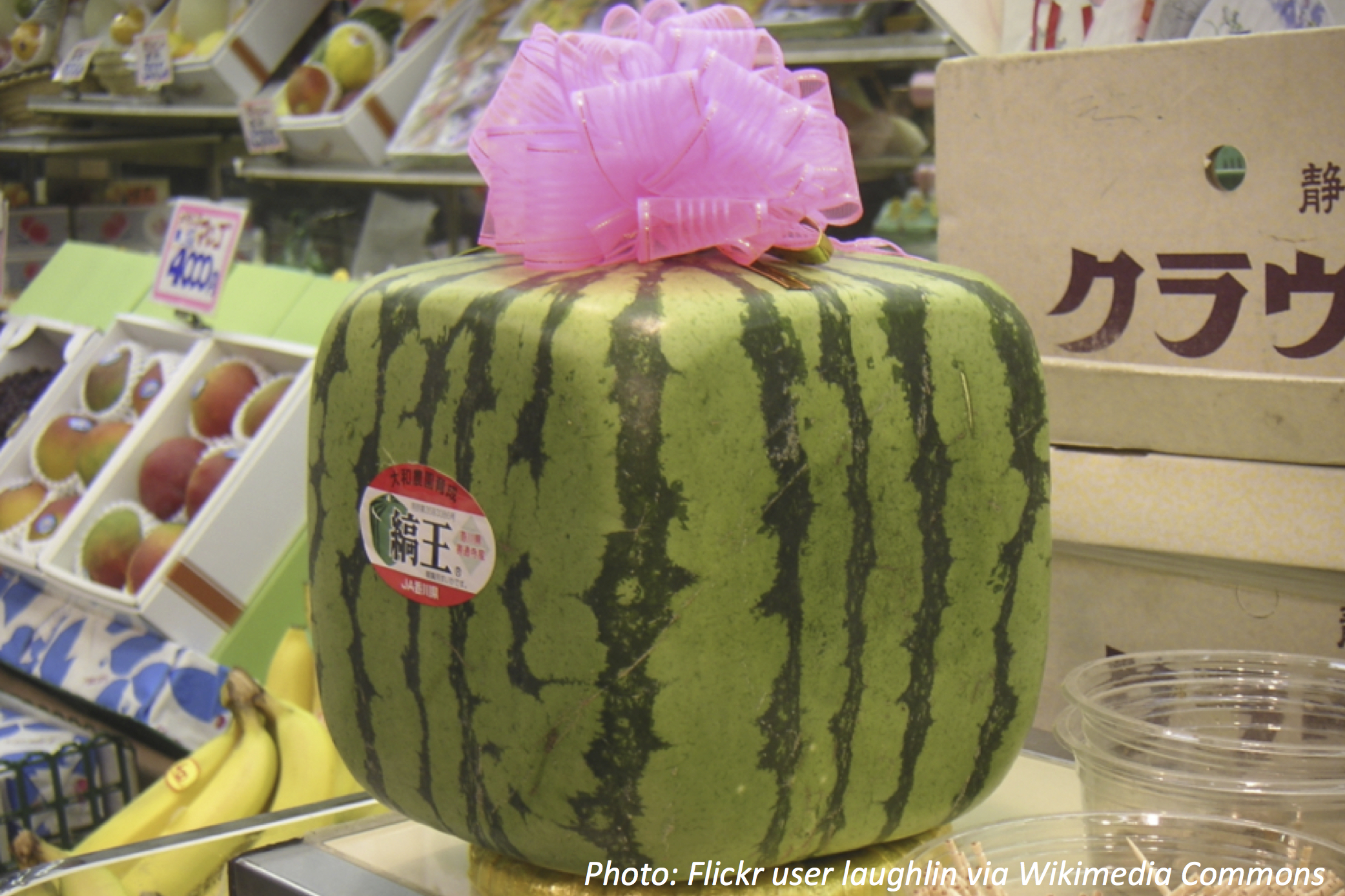 The Wild Side of Watermelon