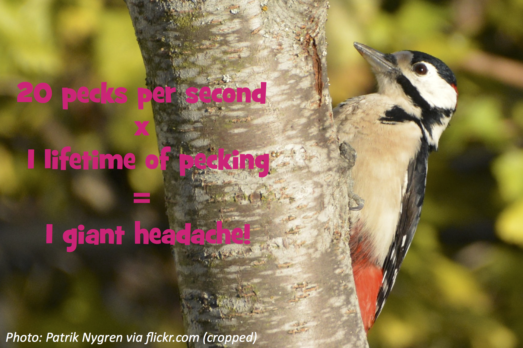 Head-Banging Birds