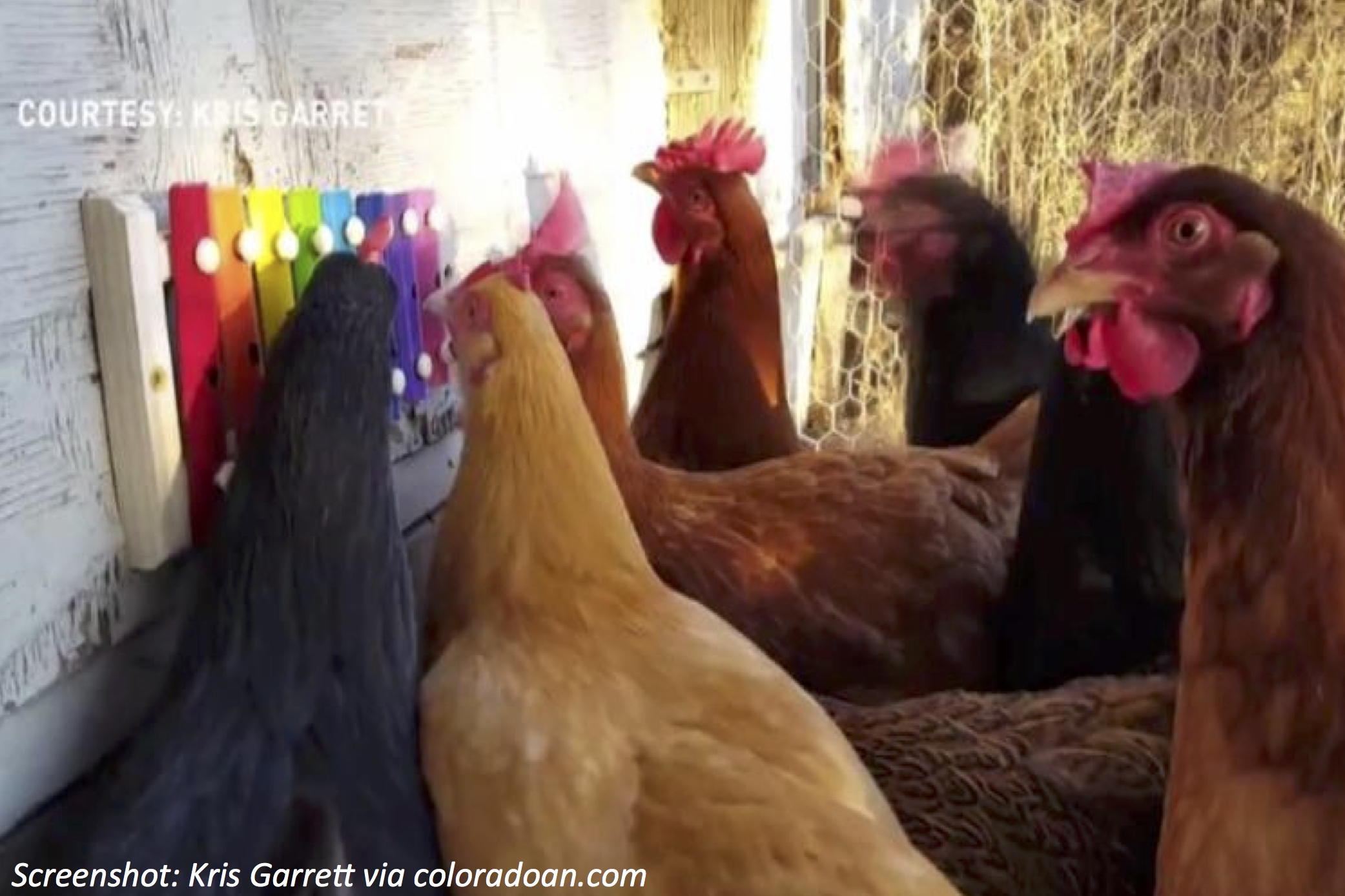 Chickens Playing the Xylophone
