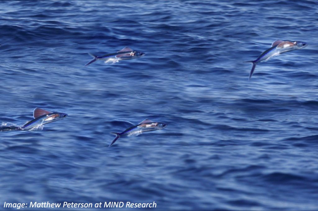 Do Flying Fish Really Fly? Bedtime Math