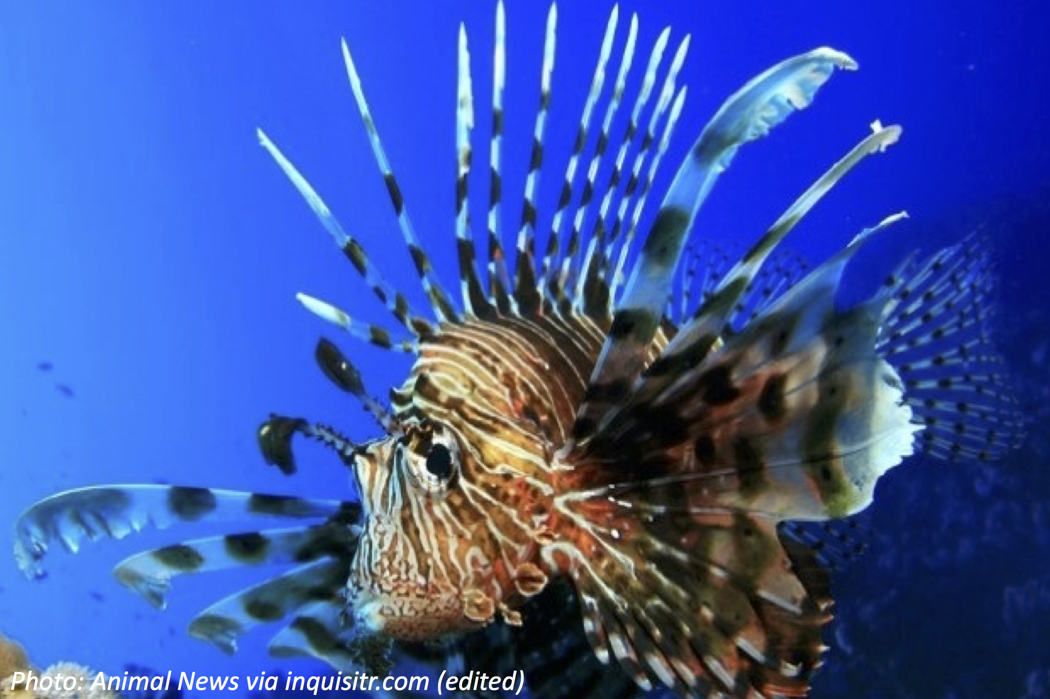 Invasion of the Lionfish