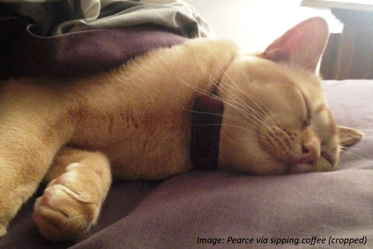 The Cat That Counts Bedtime Math