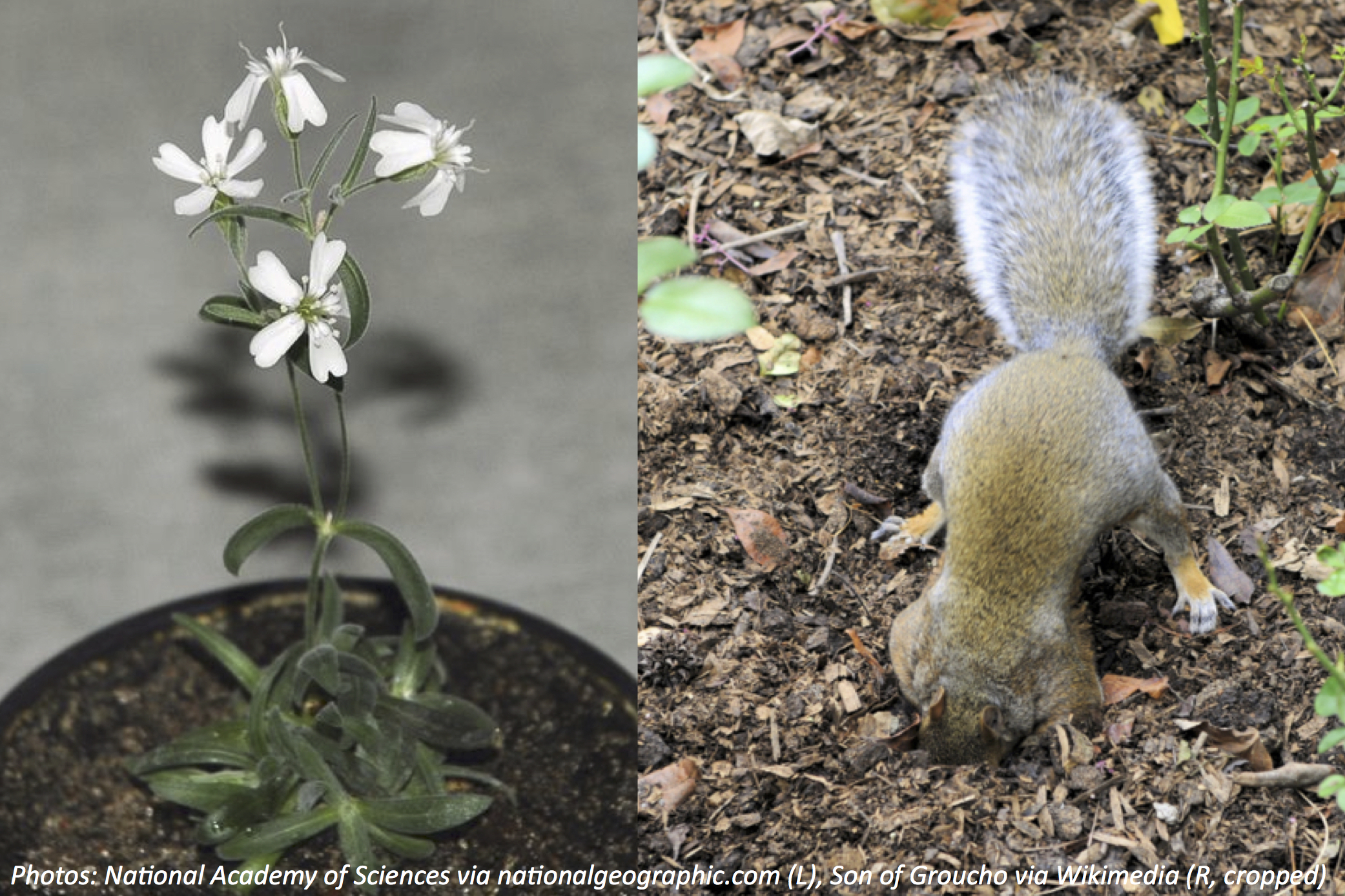 Squirreling It Away