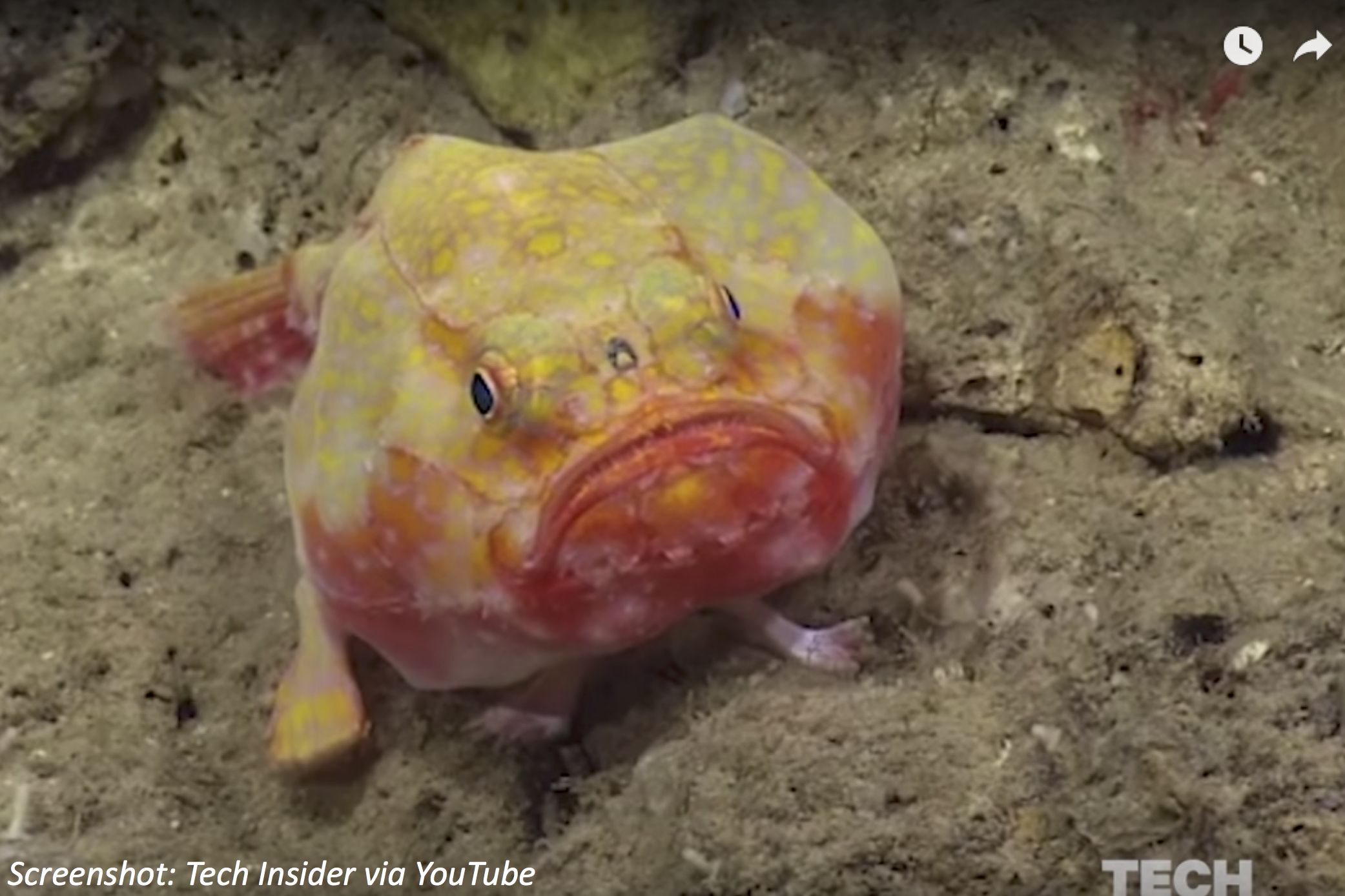 Take a Walk with a Fish