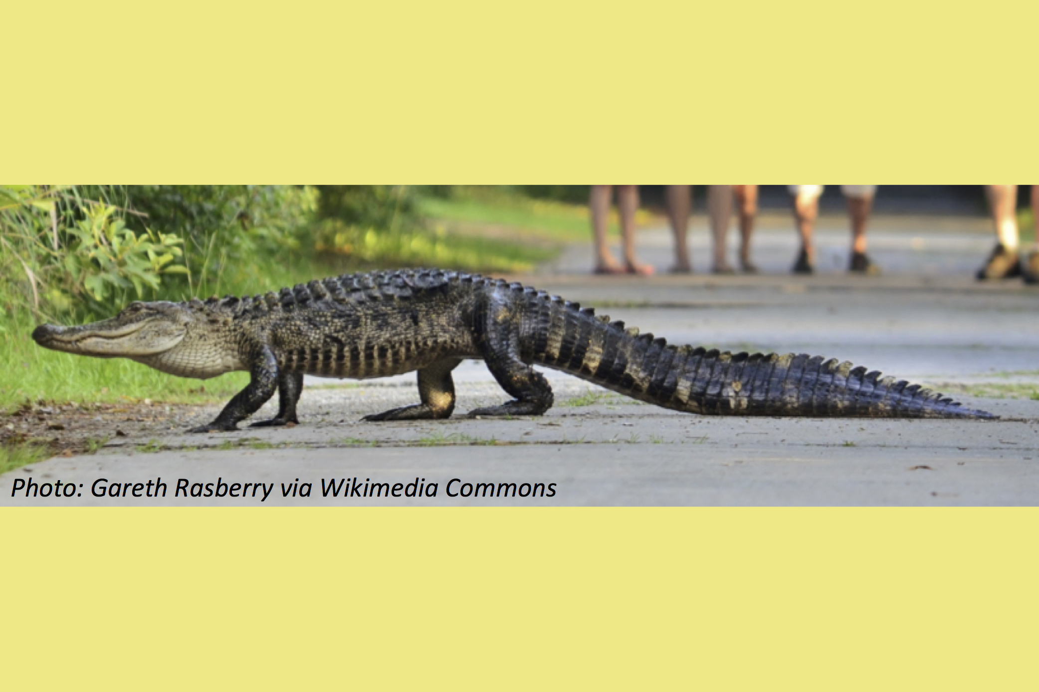 Racing Alligators