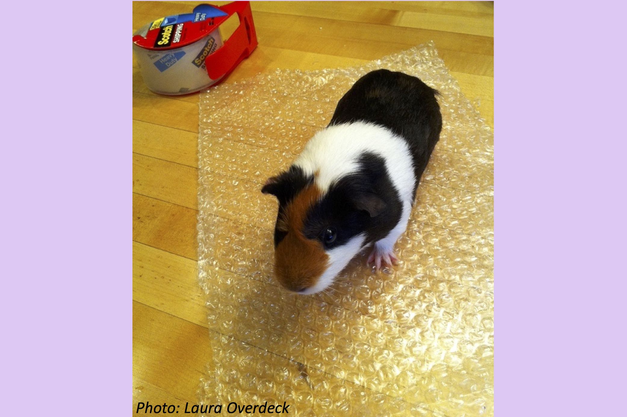 The Best Day for Bubble Wrap
