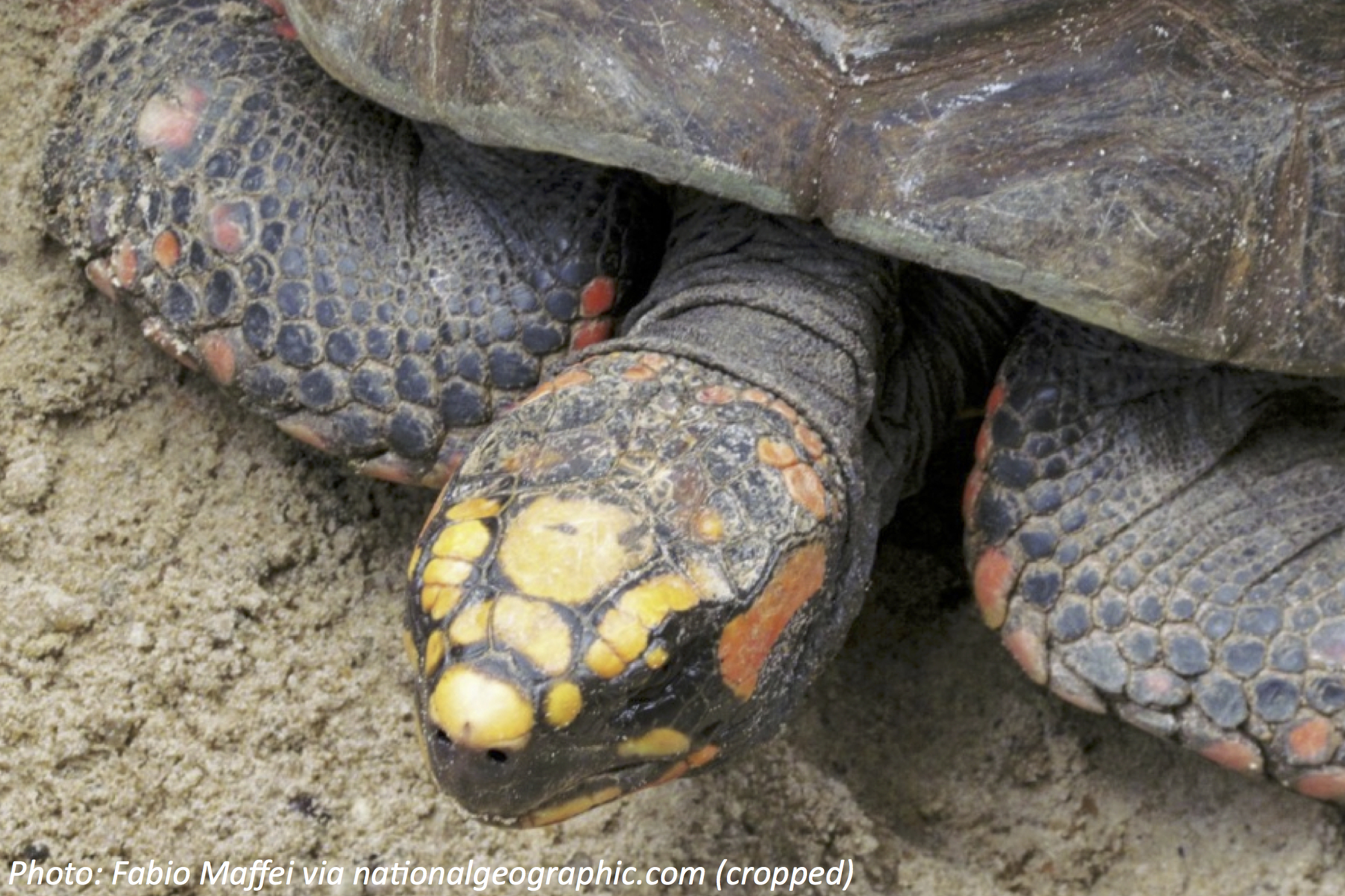 One Tough Tortoise Bedtime Math