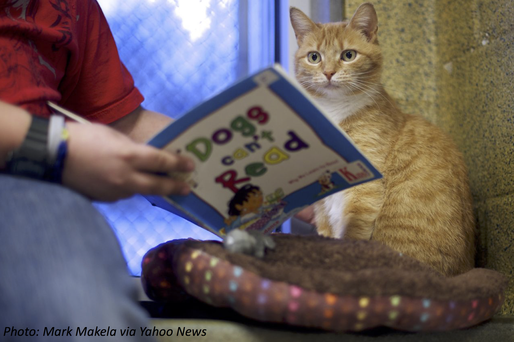 Reading a Book to Fluffy