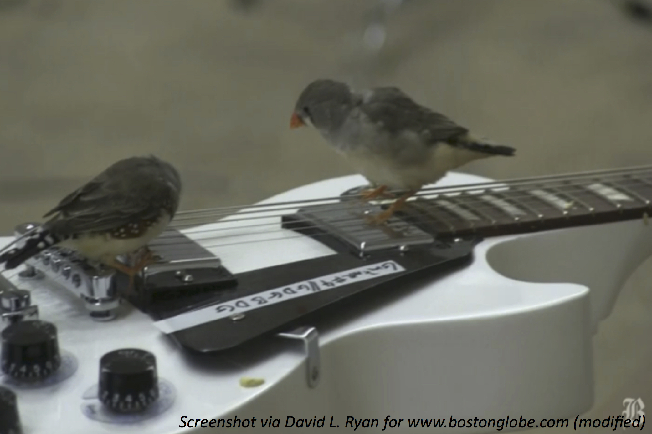 If You Give a Bird a Guitar…