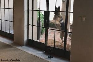 When Every Door Is a Doggie Door