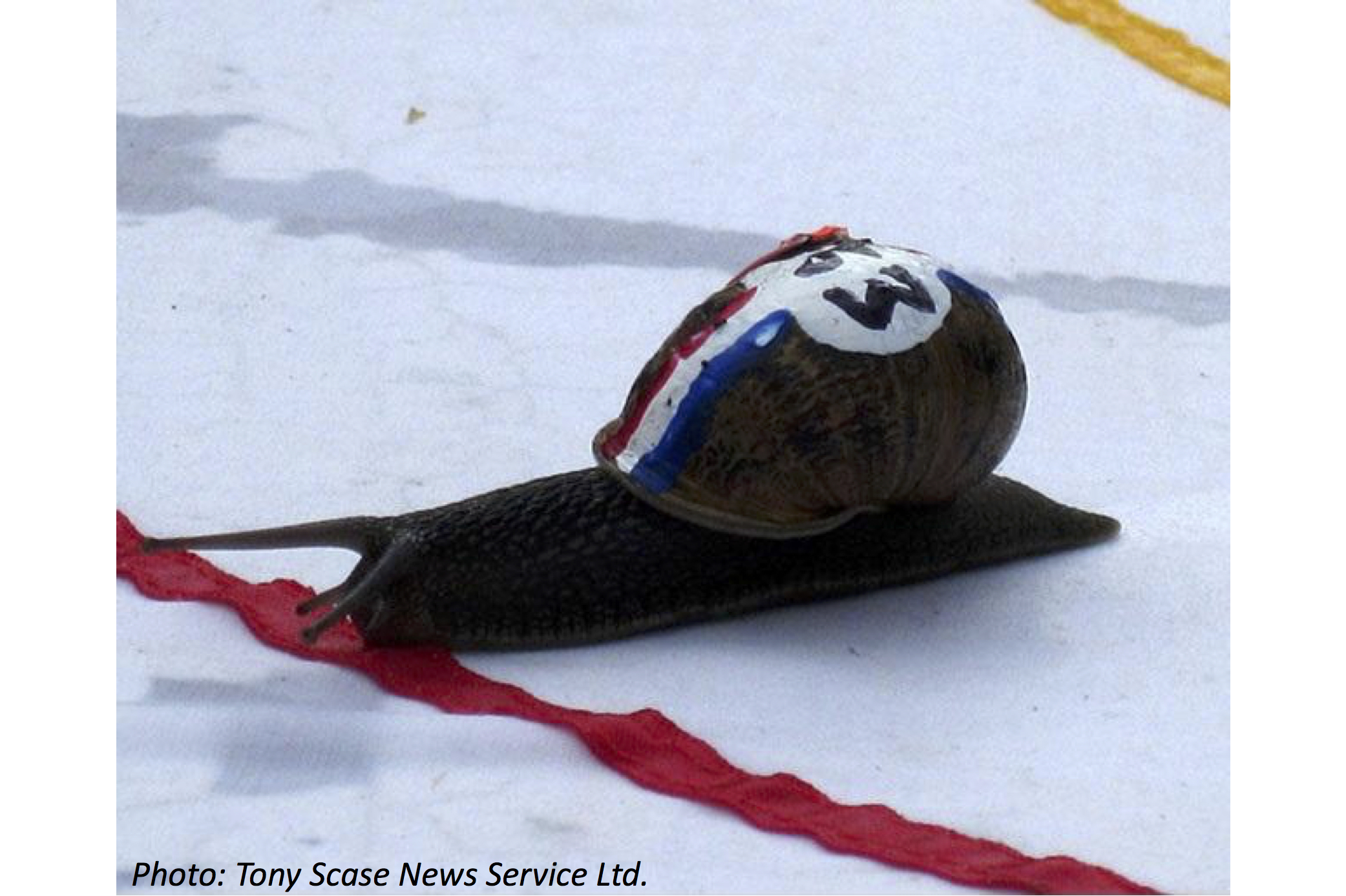 The Speediest Snail