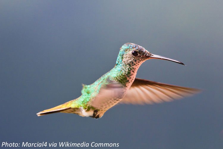 A hummingbird in mid-flight