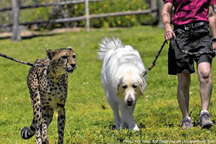 Best Friends, Just Like Cats and Dogs