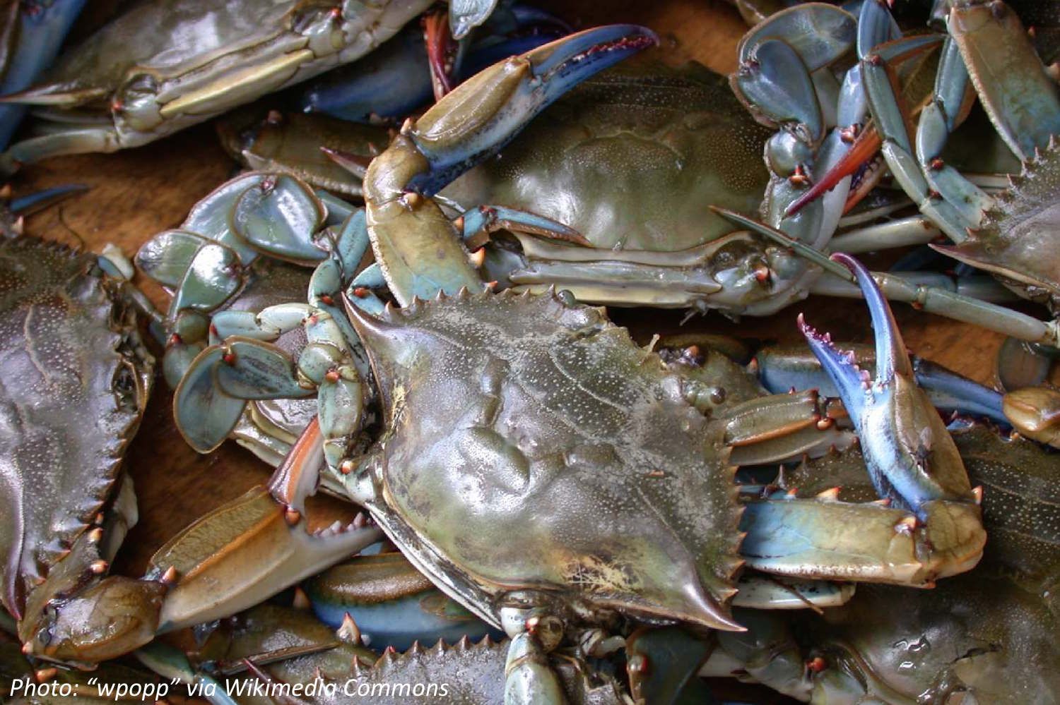 Crabby and Merry