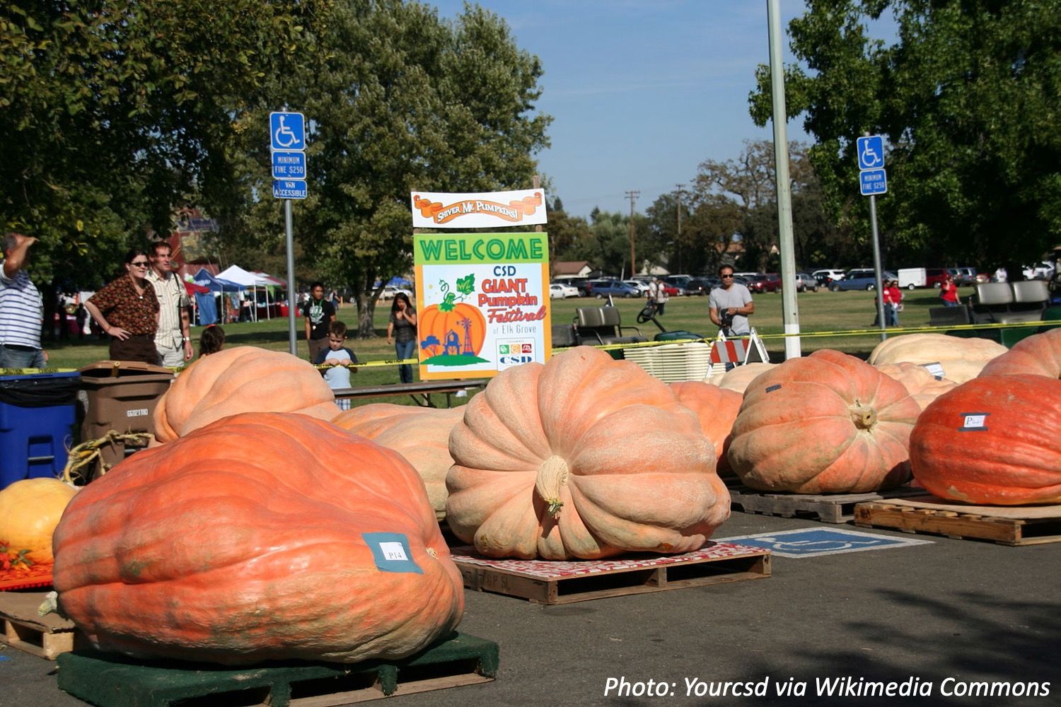 1,000Pound Pumpkin Bedtime Math