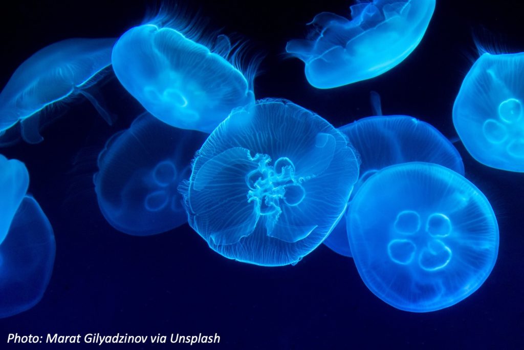 Putting the Jelly in Jellyfish Bedtime Math