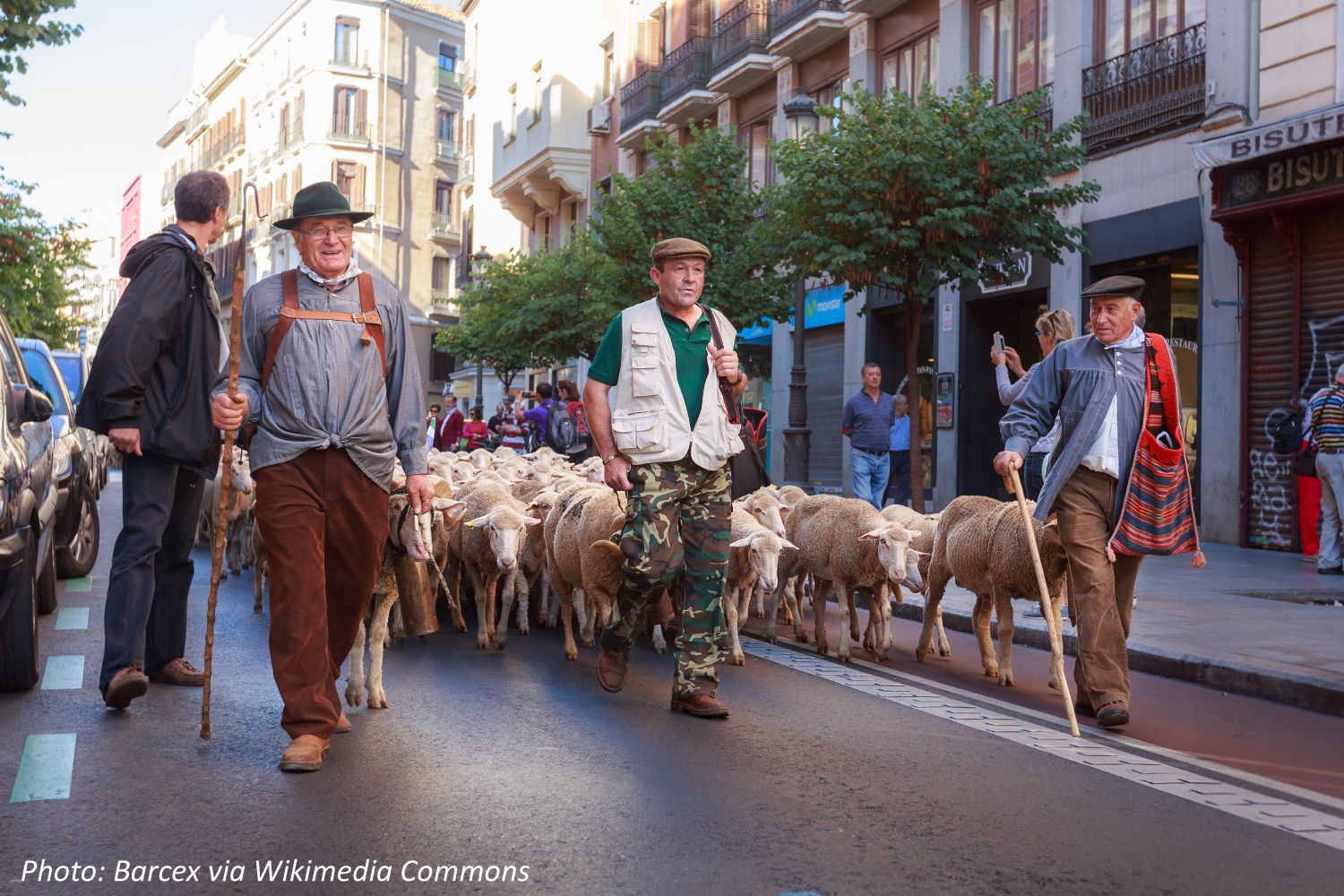 Sheep Parade