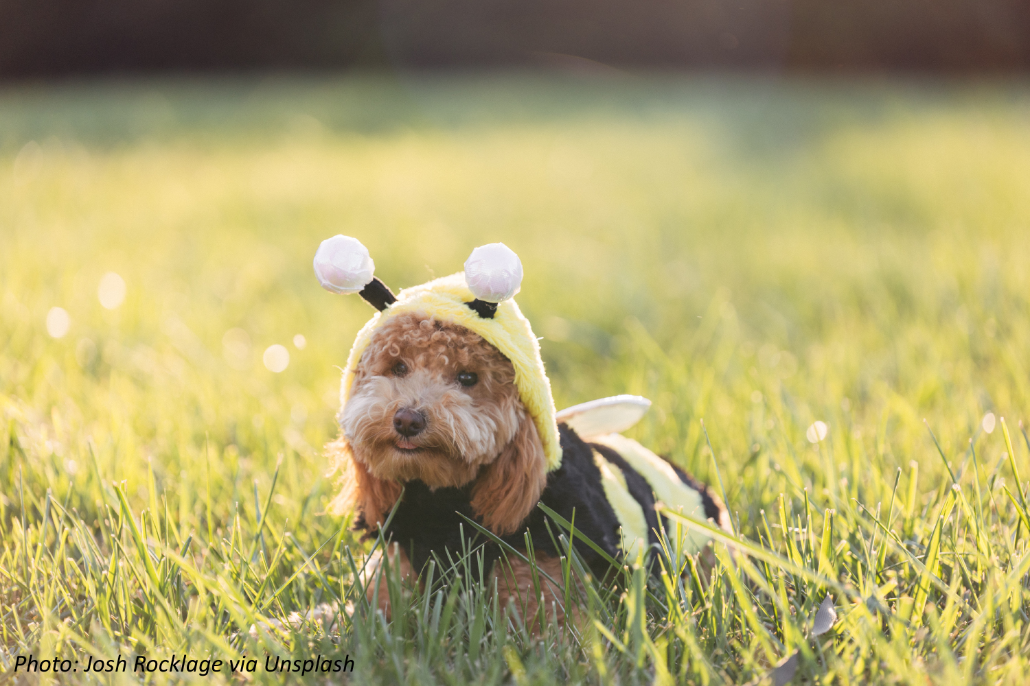 National “Dress Up Your Pet” Day