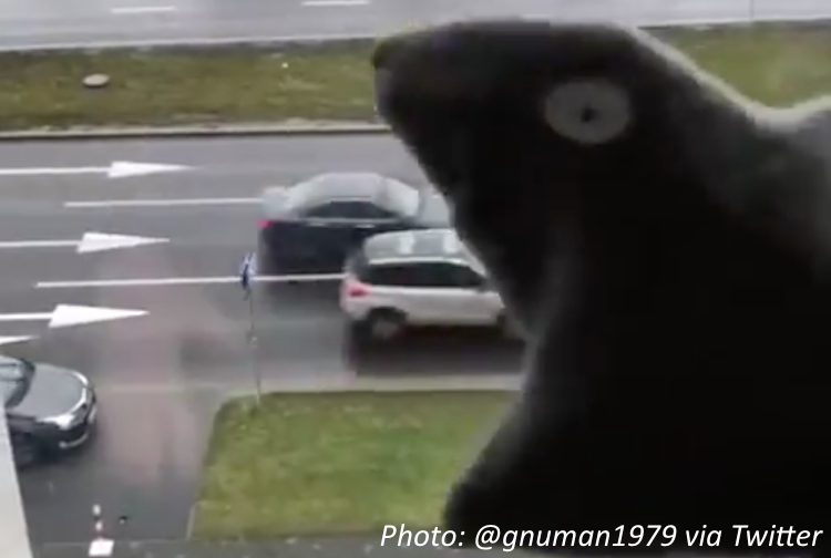 When Frogs Eat Cars