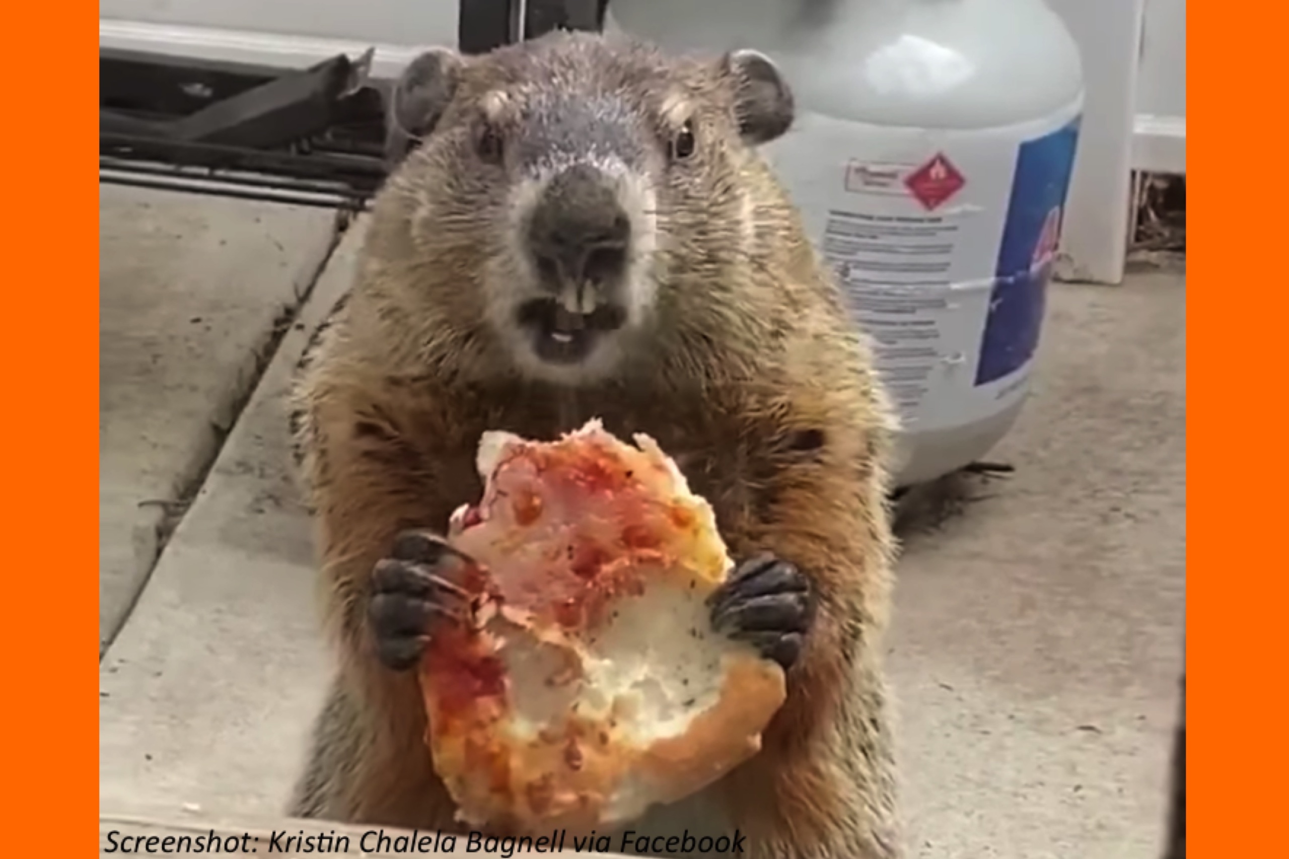Hey! Quit Groundhogging the Pizza
