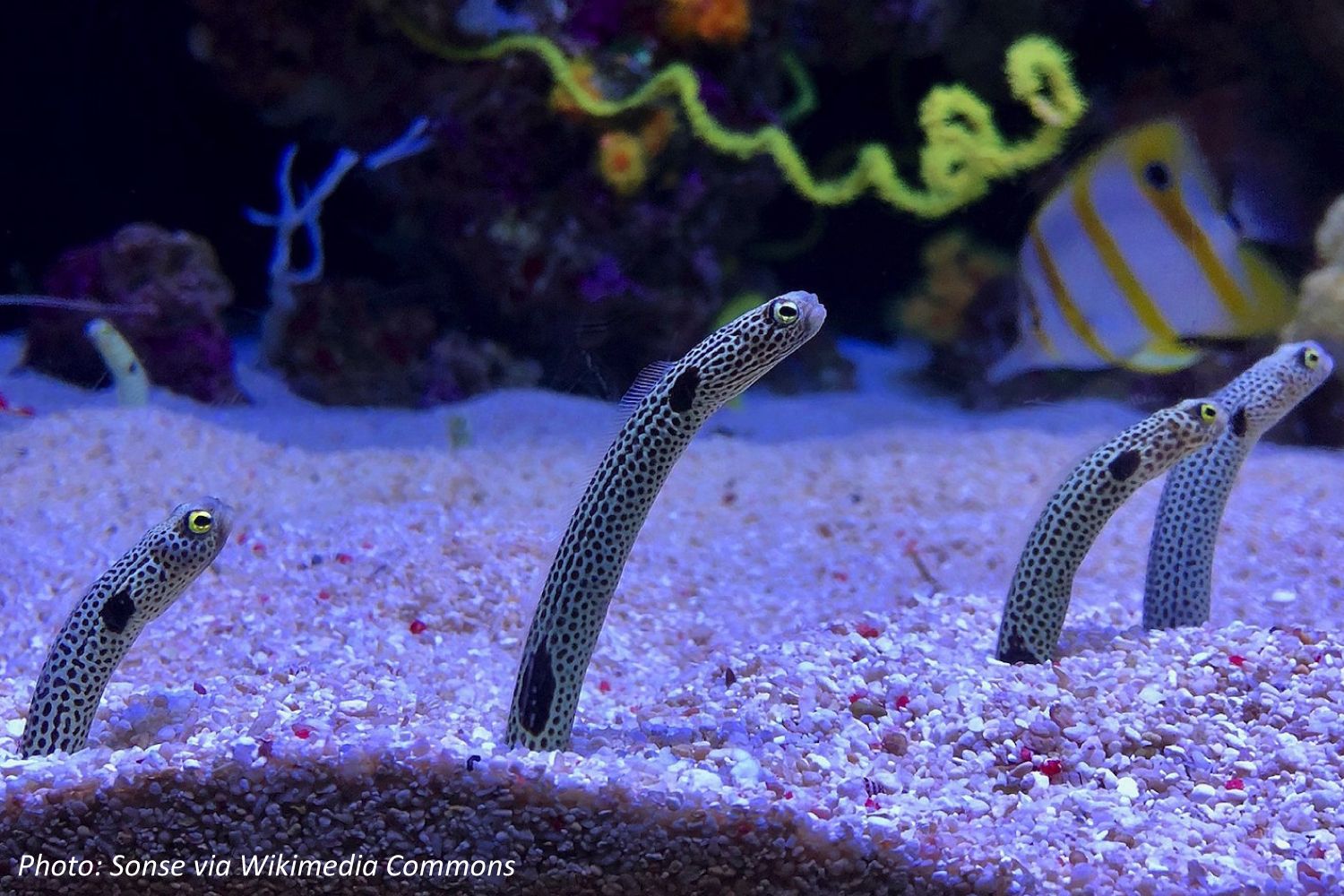 Eel-ing with Delight