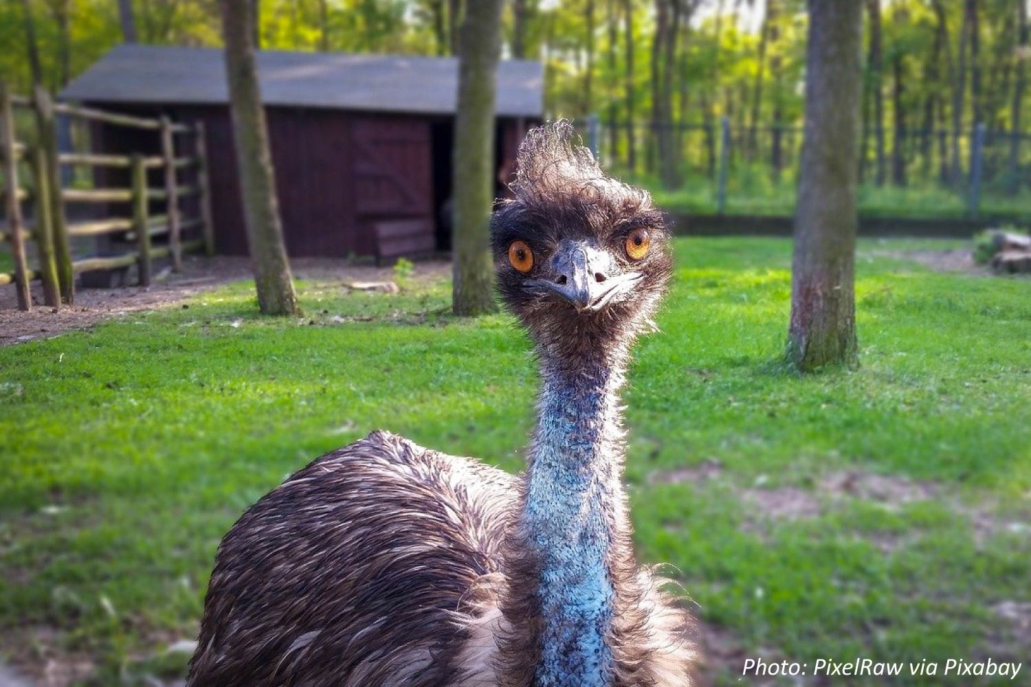 A Musing Amusing Emu