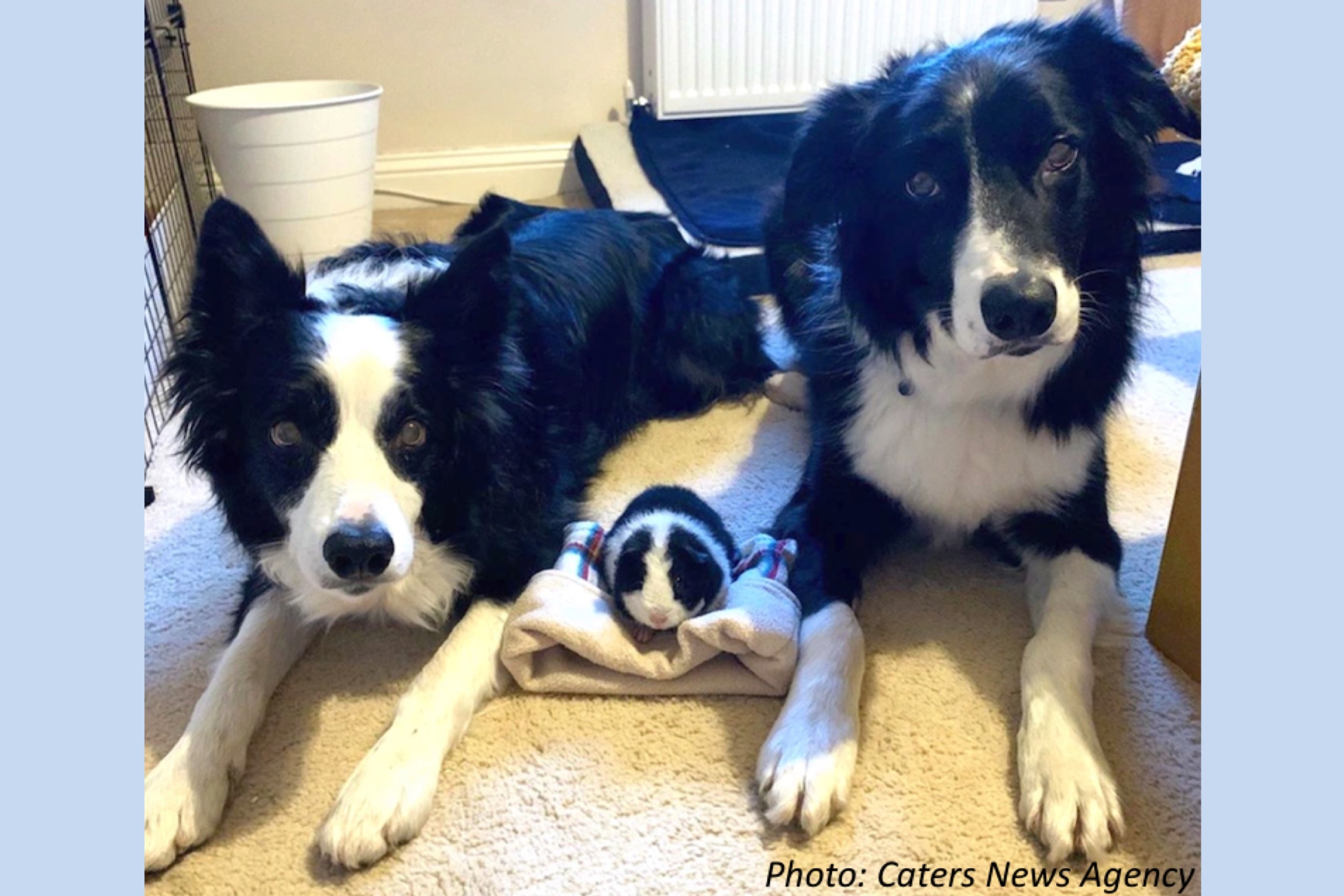 Two Pups Plus a Pig