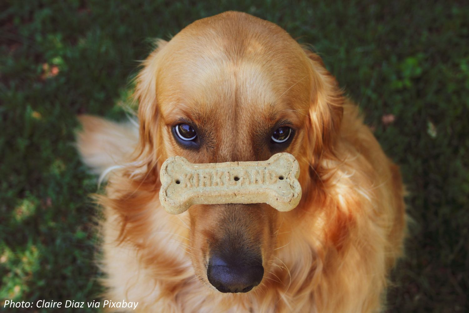 can puppies have dog biscuits