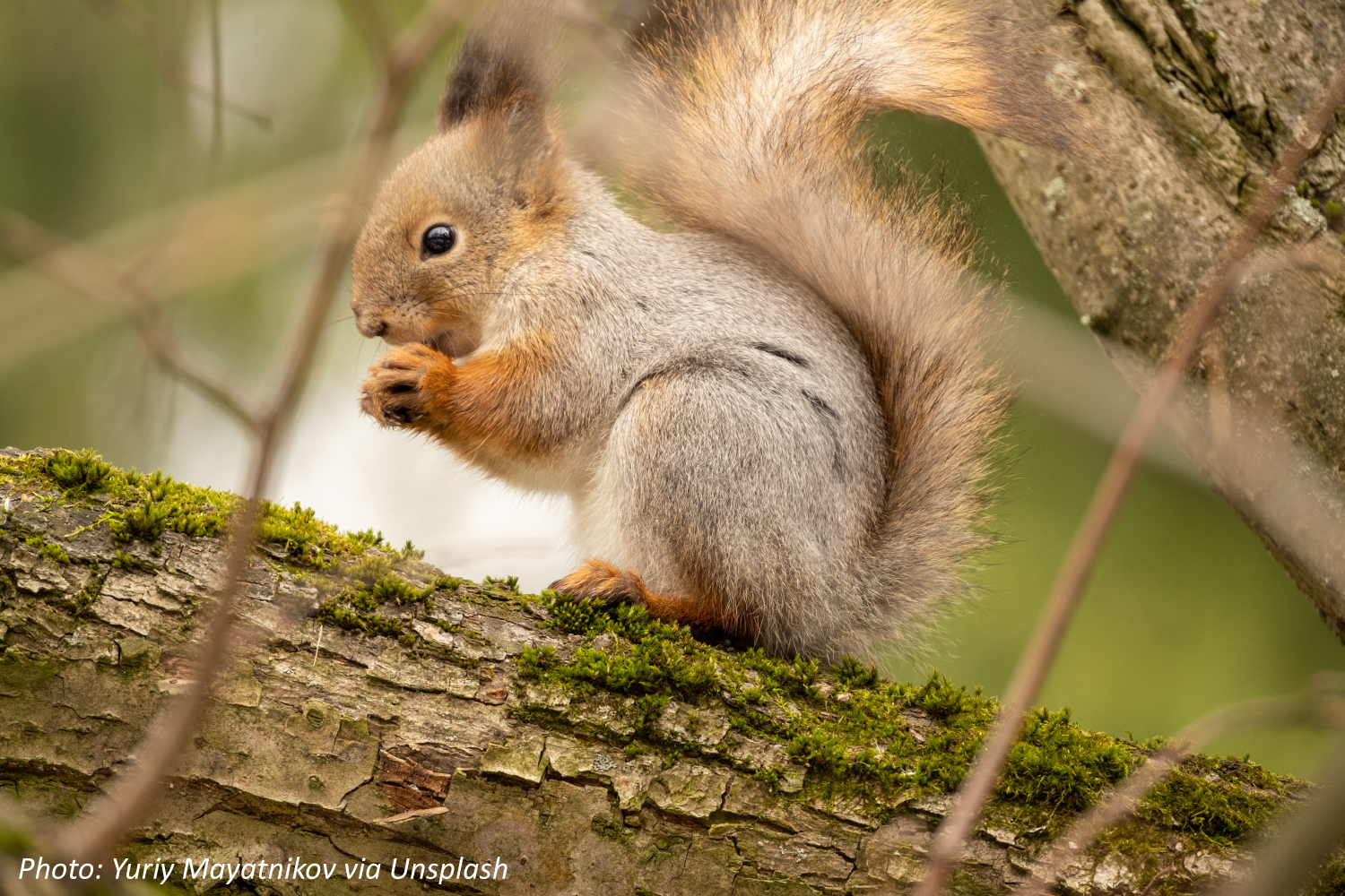 Squirreling It Away