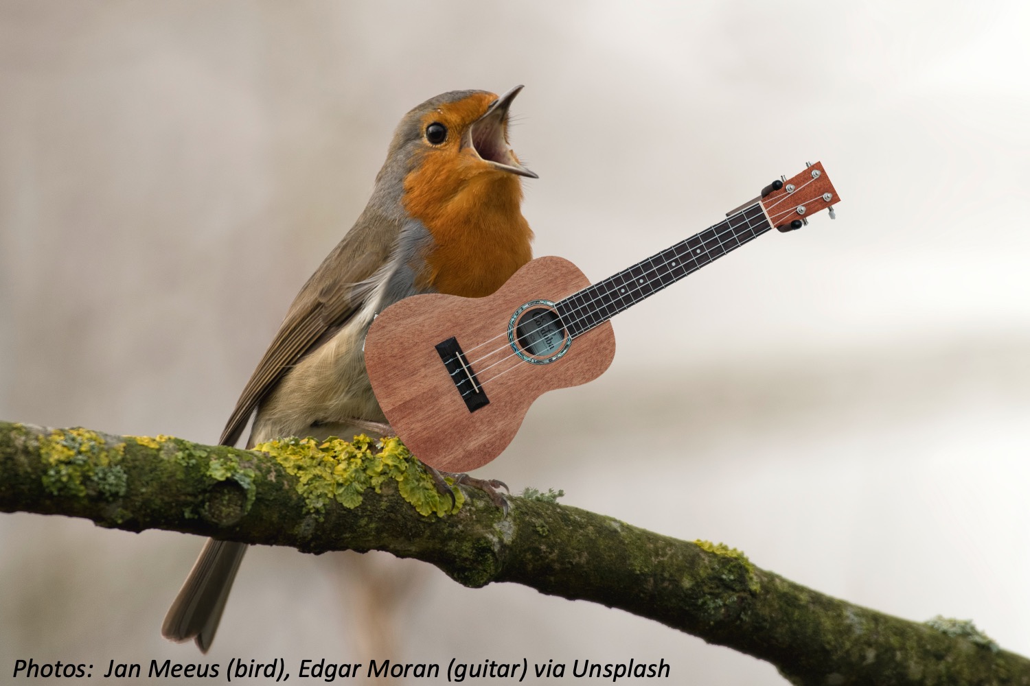 If You Give a Bird a Guitar…