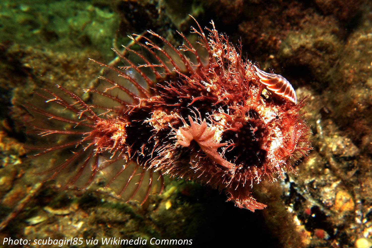 Are Fish Invisible?