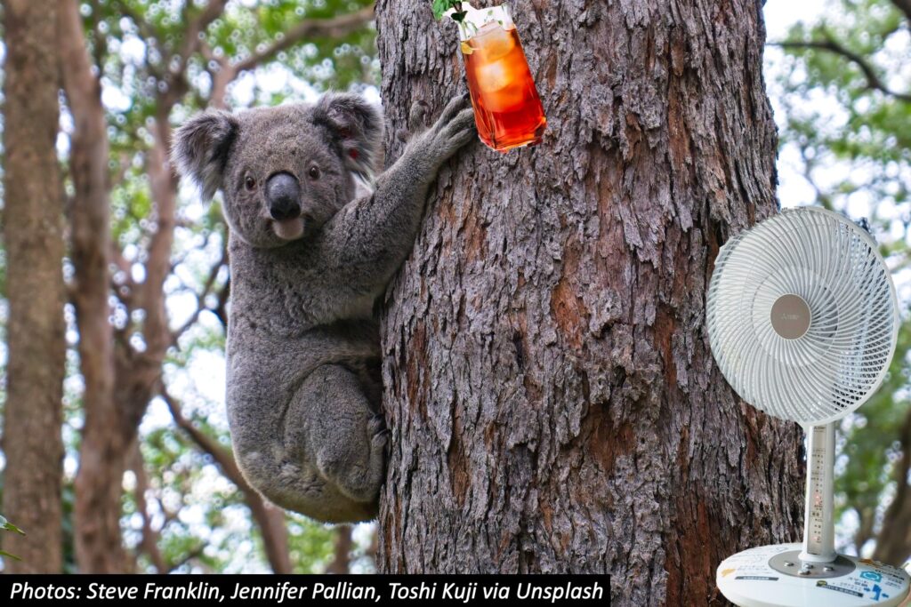 Why Koalas Hug Trees Bedtime Math
