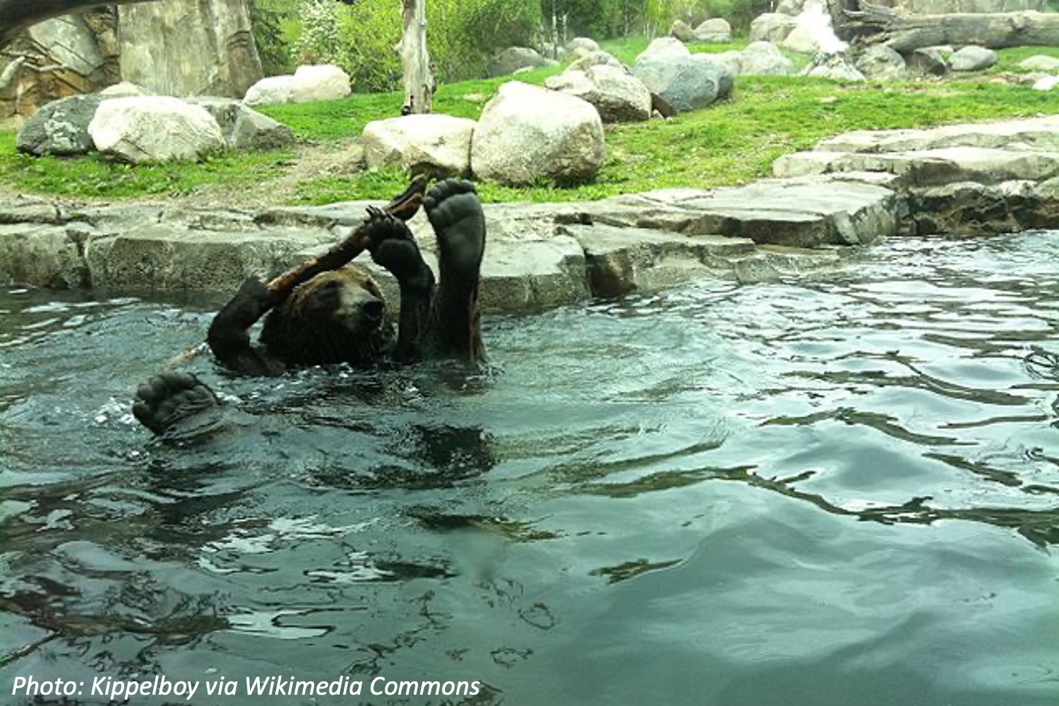 Bears in the Backyard Pool