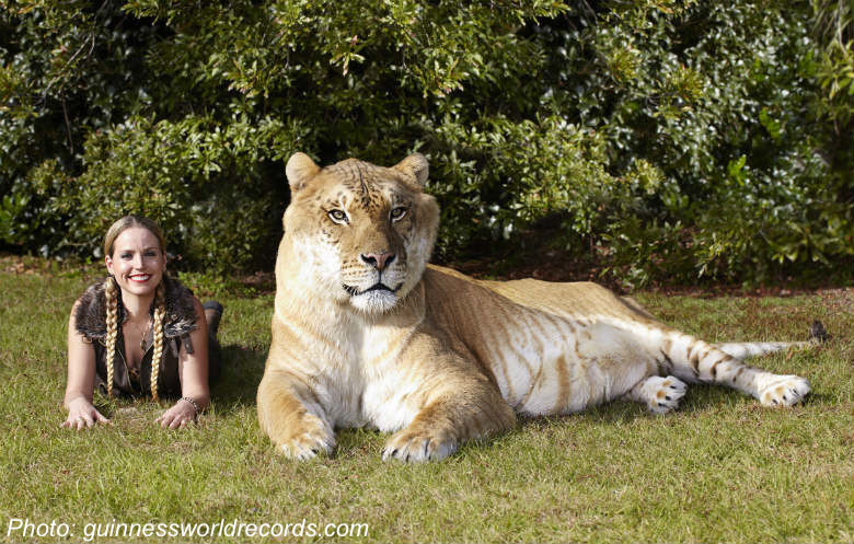 How Big Is the Biggest Cat?