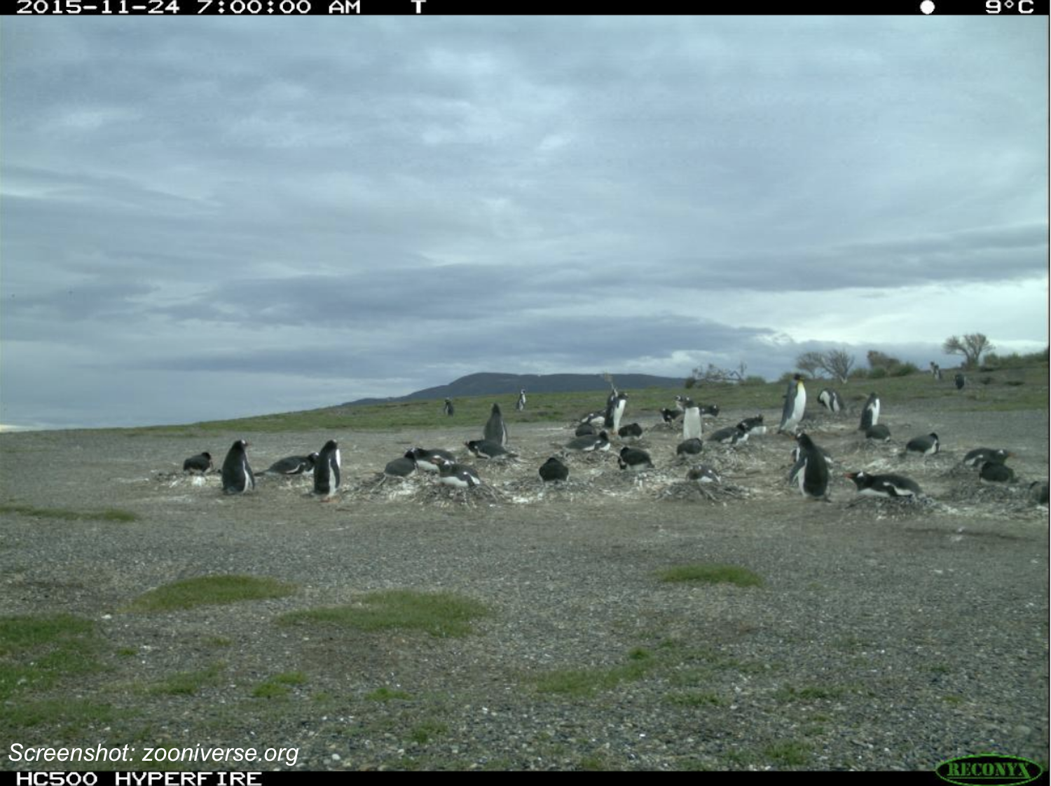 Help Watch the Penguins!