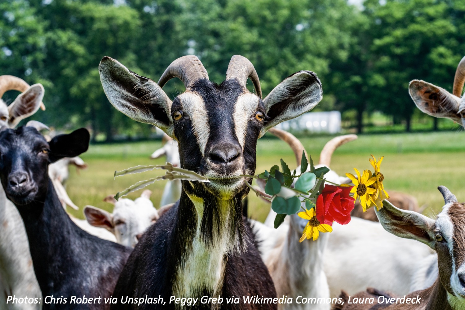 Goats will eat anything? — Goats On The Go®