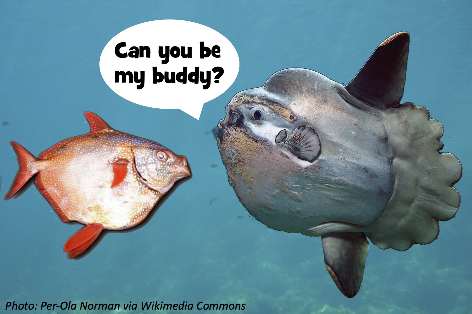 A Buddy for Sunfish – Bedtime Math