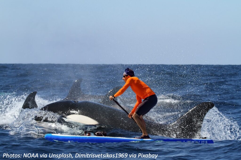 Swimming with Killer Whales Bedtime Math