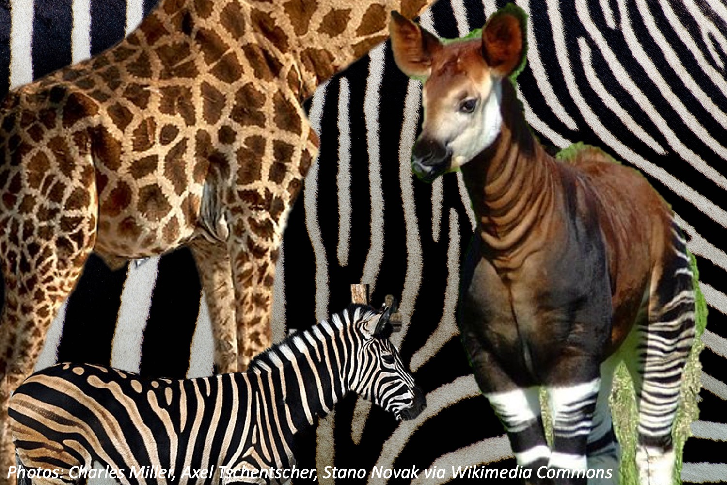 Which Animal Is Known as the Zebra Giraffe? - WorldAtlas