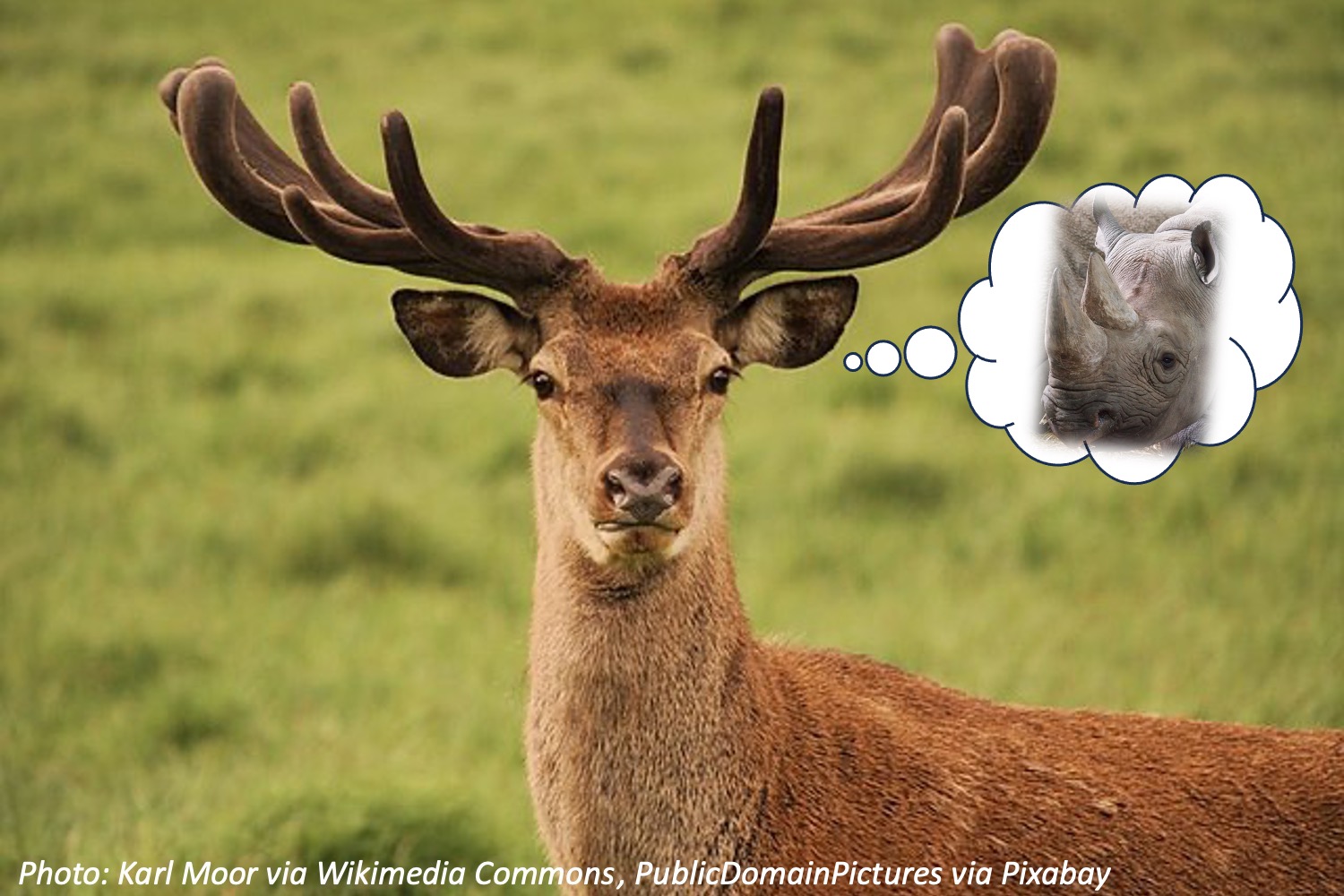 Are Antlers Different From Horns Bedtime Math