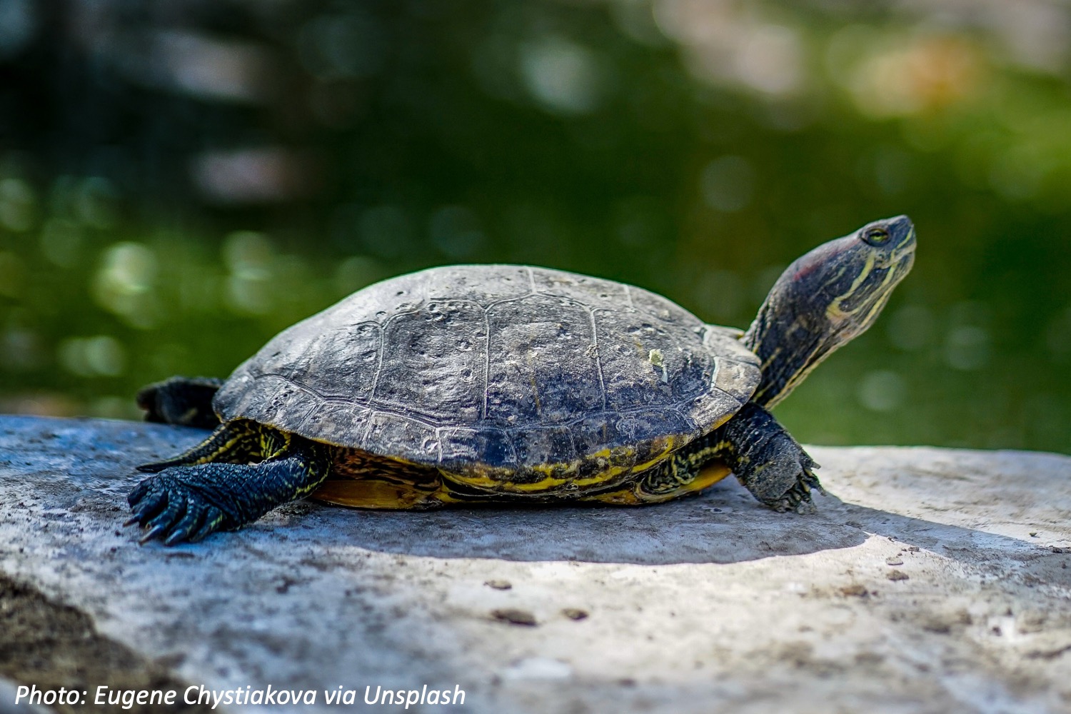 do-turtles-talk-bedtime-math